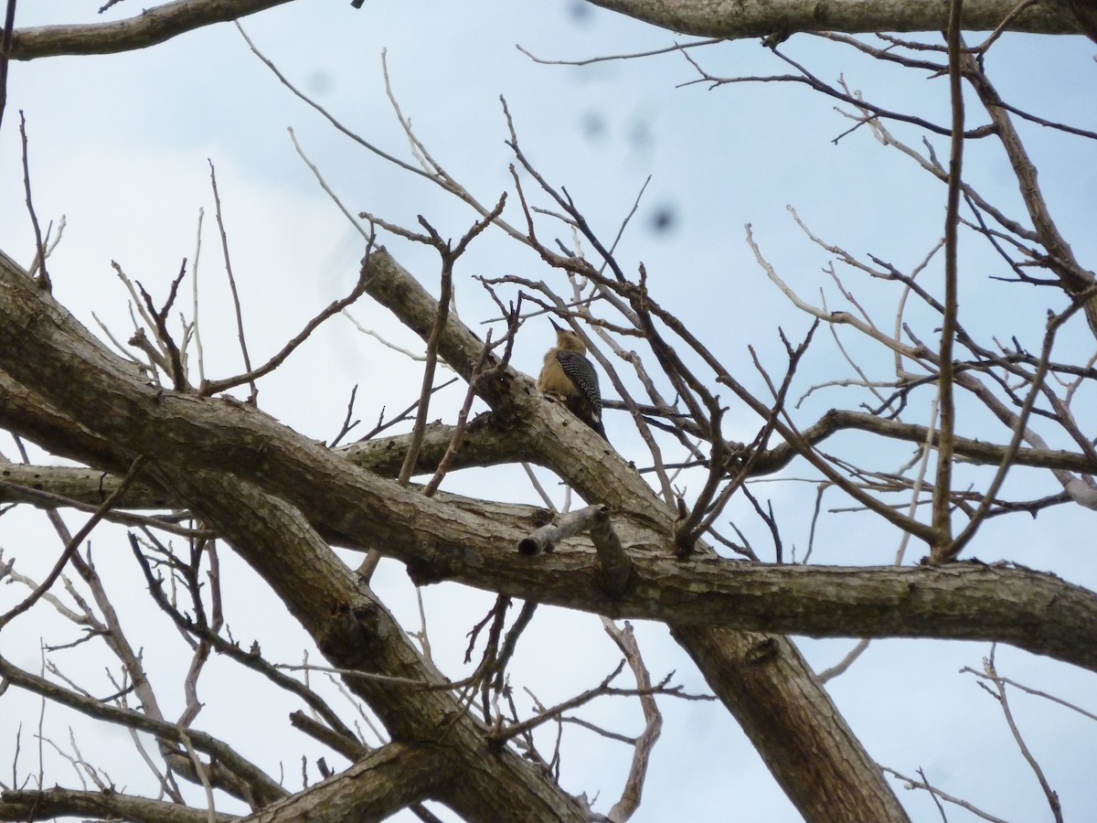 Golden-fronted Woodpecker - ML647208531
