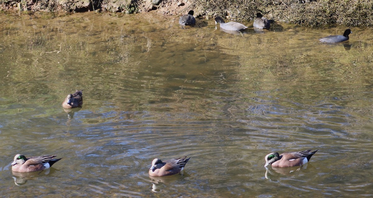 Silbón Americano - ML647208533