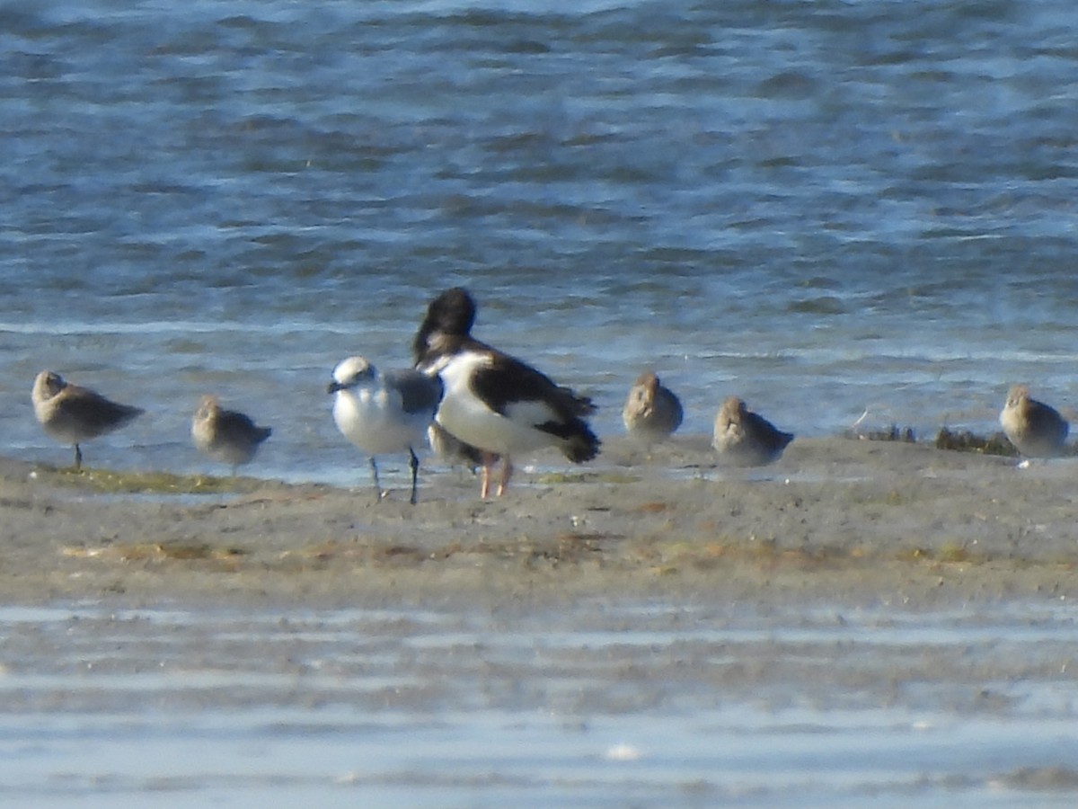 American Oystercatcher - ML647208537