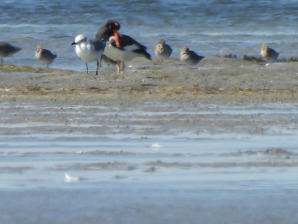 American Oystercatcher - ML647208538