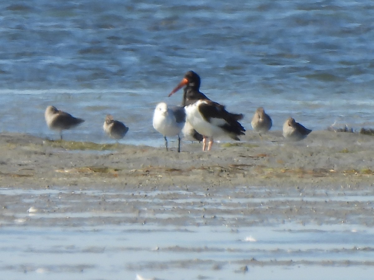 American Oystercatcher - ML647208539