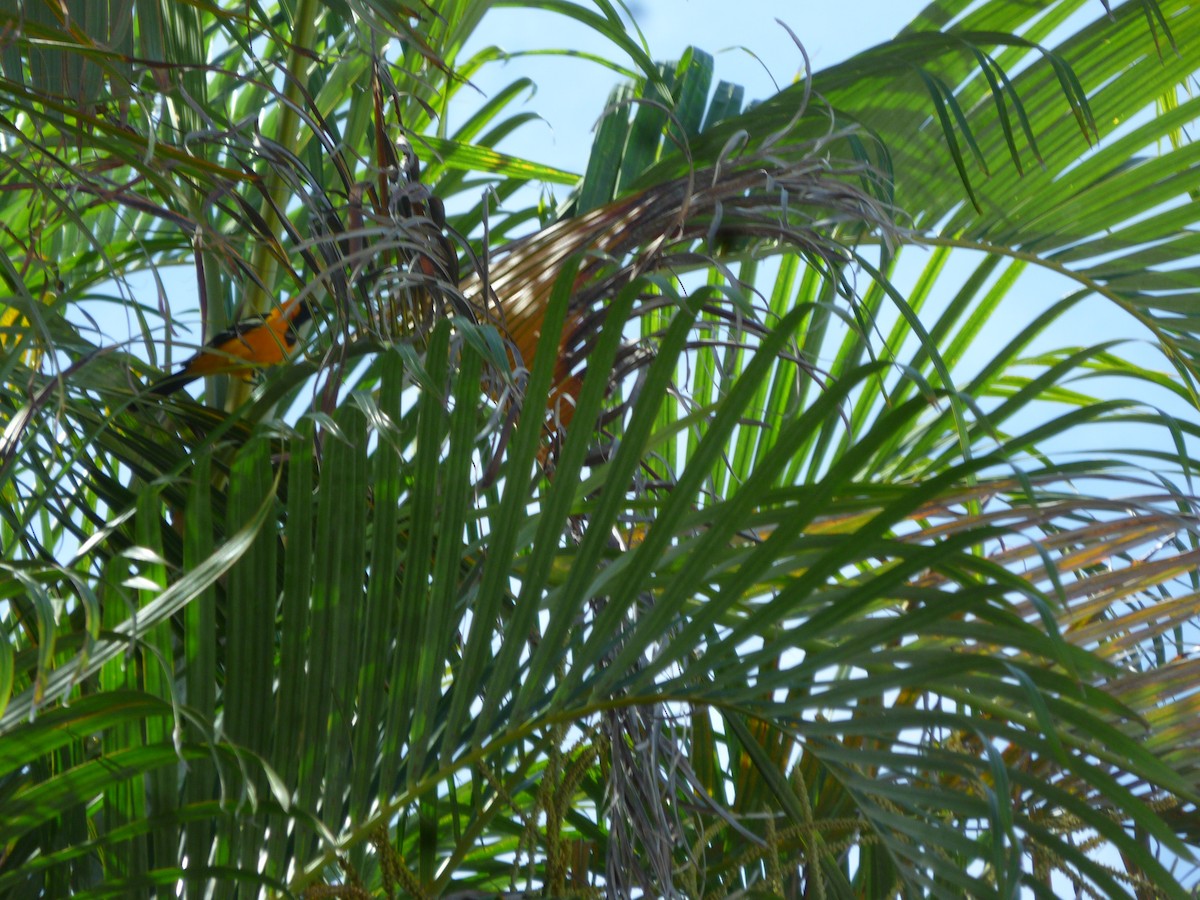 Altamira Oriole - ML647208546