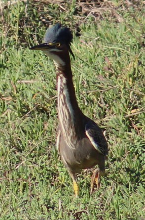 Garcilla Verde - ML647208555