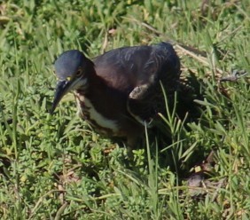 Garcilla Verde - ML647208556