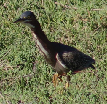 Garcilla Verde - ML647208557