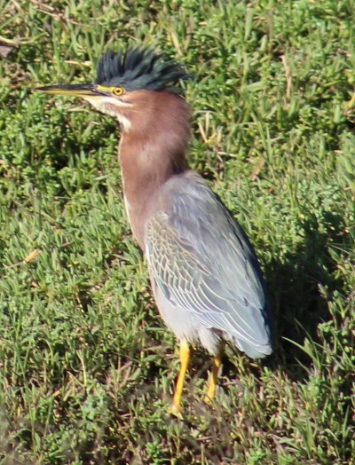 Garcilla Verde - ML647208558