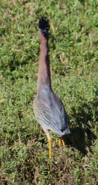 Garcilla Verde - ML647208559