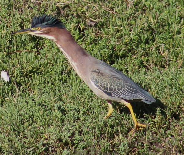 Garcilla Verde - ML647208560