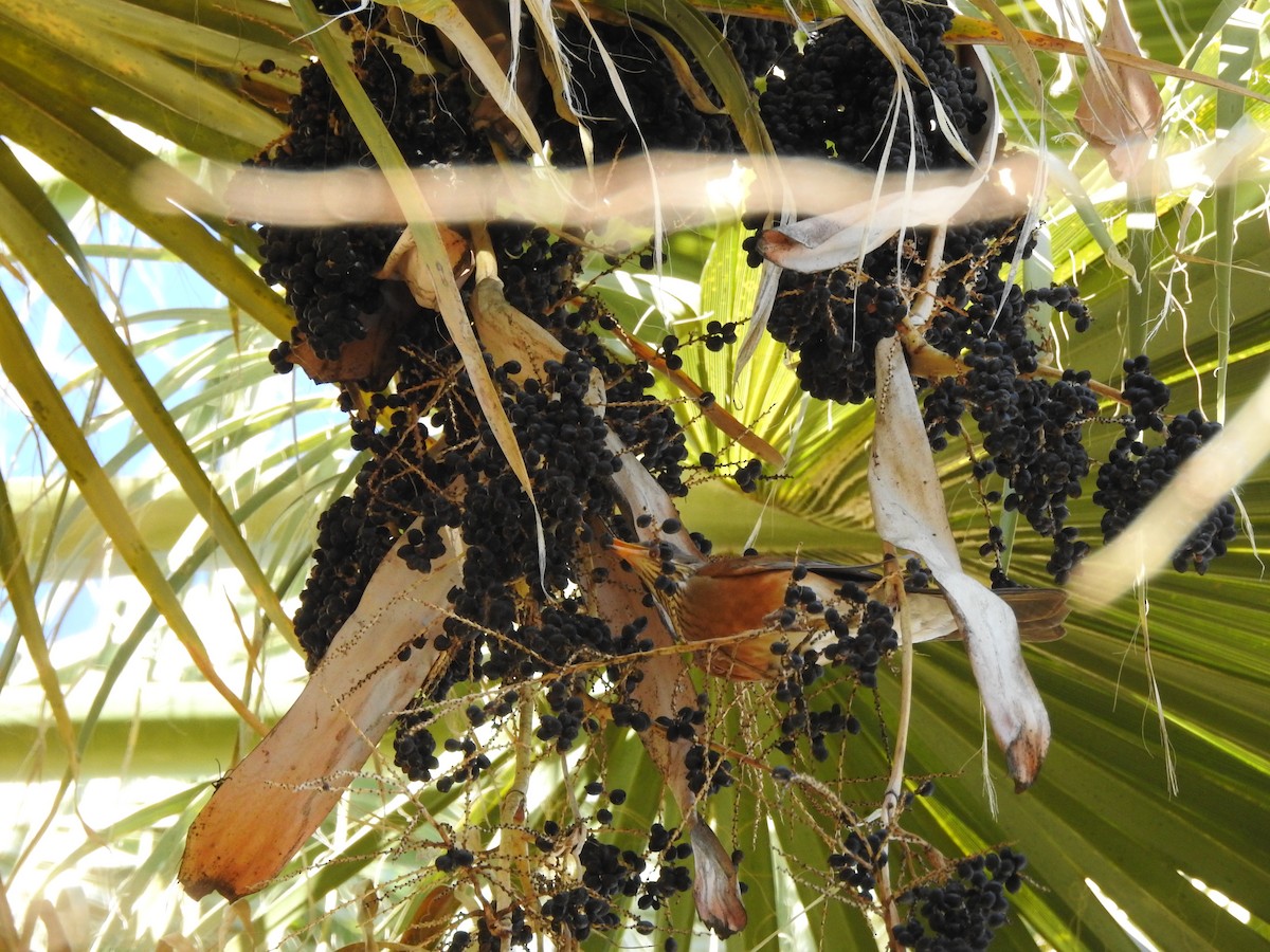 drozd rezavohřbetý - ML647208562