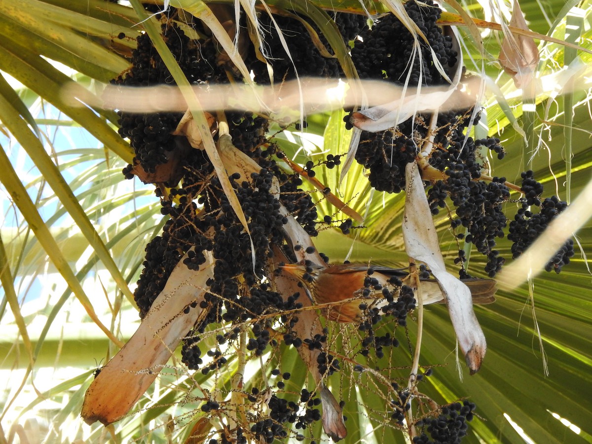 drozd rezavohřbetý - ML647208564