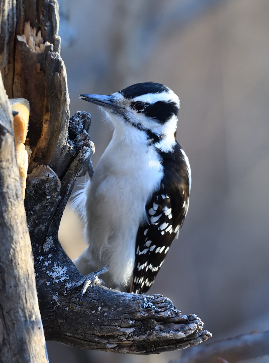 Hairy Woodpecker - ML647208575