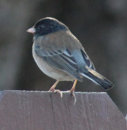 Junco Ojioscuro - ML647208582