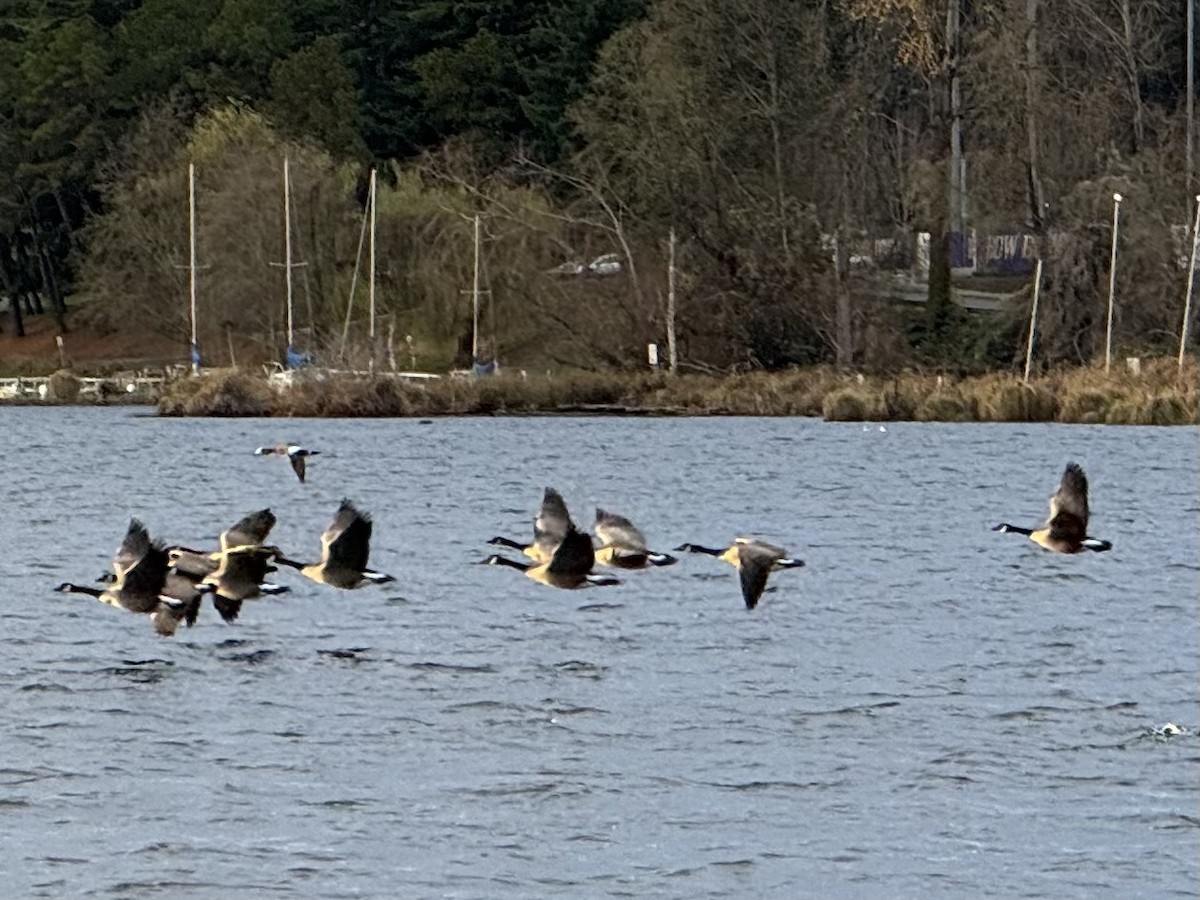 Kanadagans - ML647208588