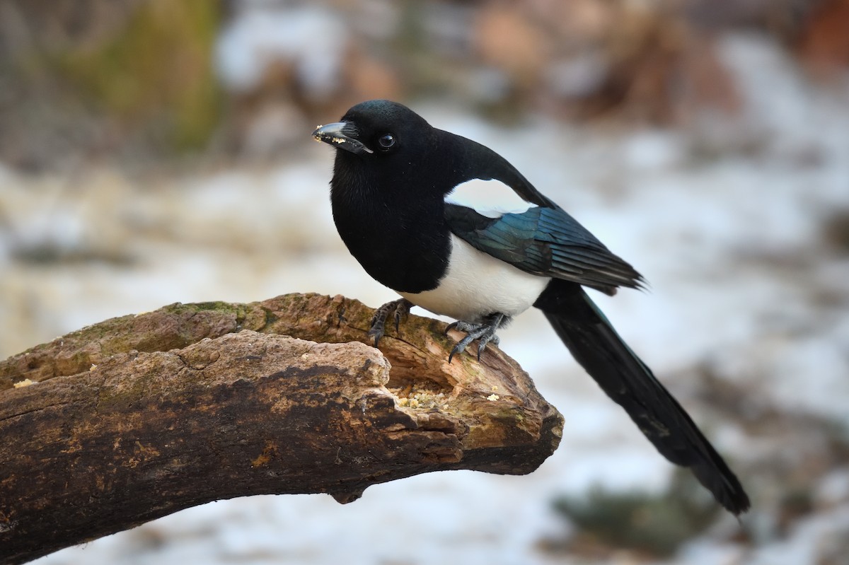 Urraca de Hudson - ML647208599