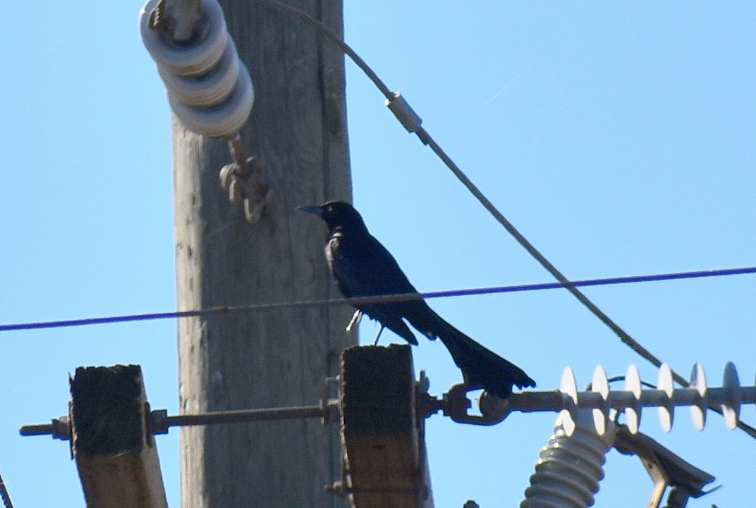 Great-tailed Grackle - ML647208608