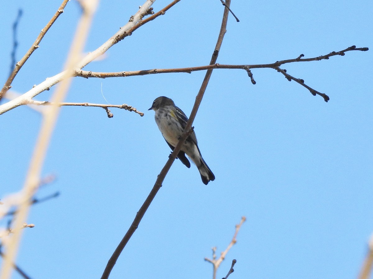 Yellow-rumped Warbler - ML647208613