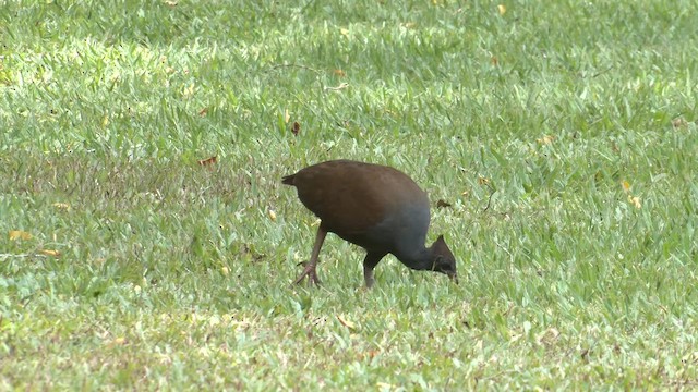 Orange-footed Megapode - ML647208626