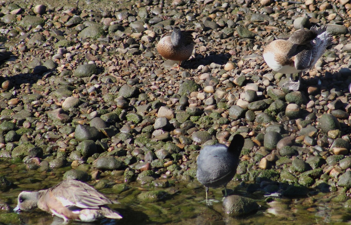 Cerceta Aliazul - ML647208628