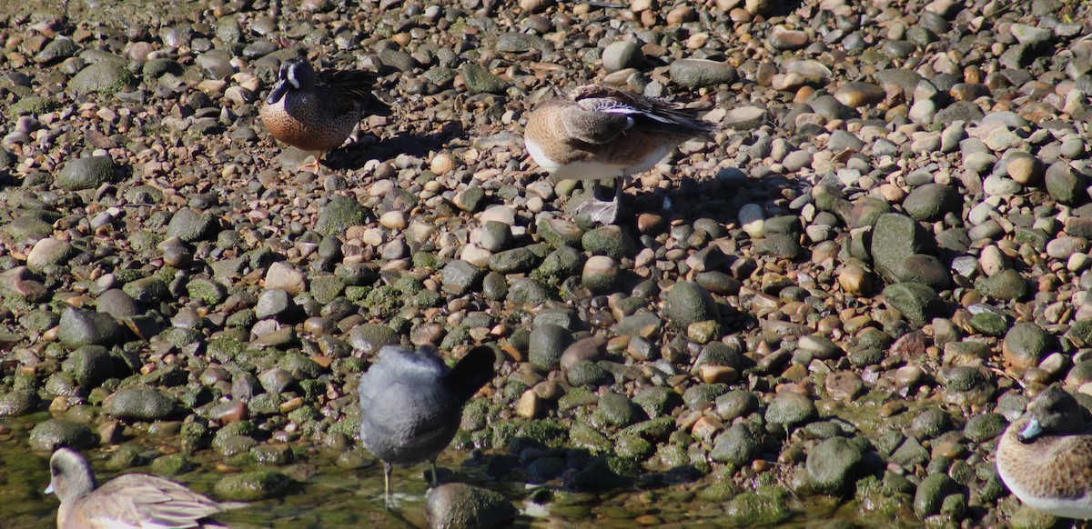 Cerceta Aliazul - ML647208629