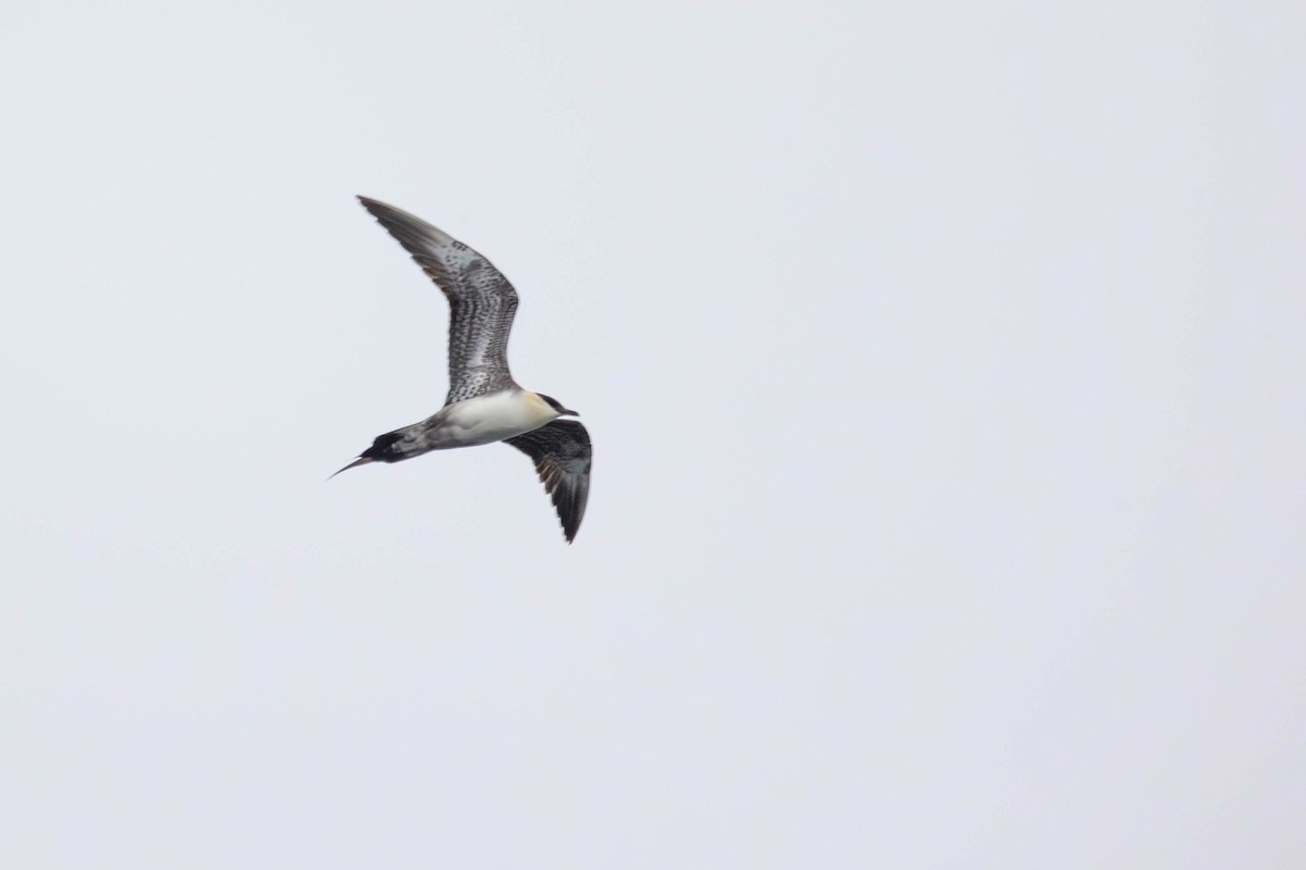 Long-tailed Jaeger - ML647208640