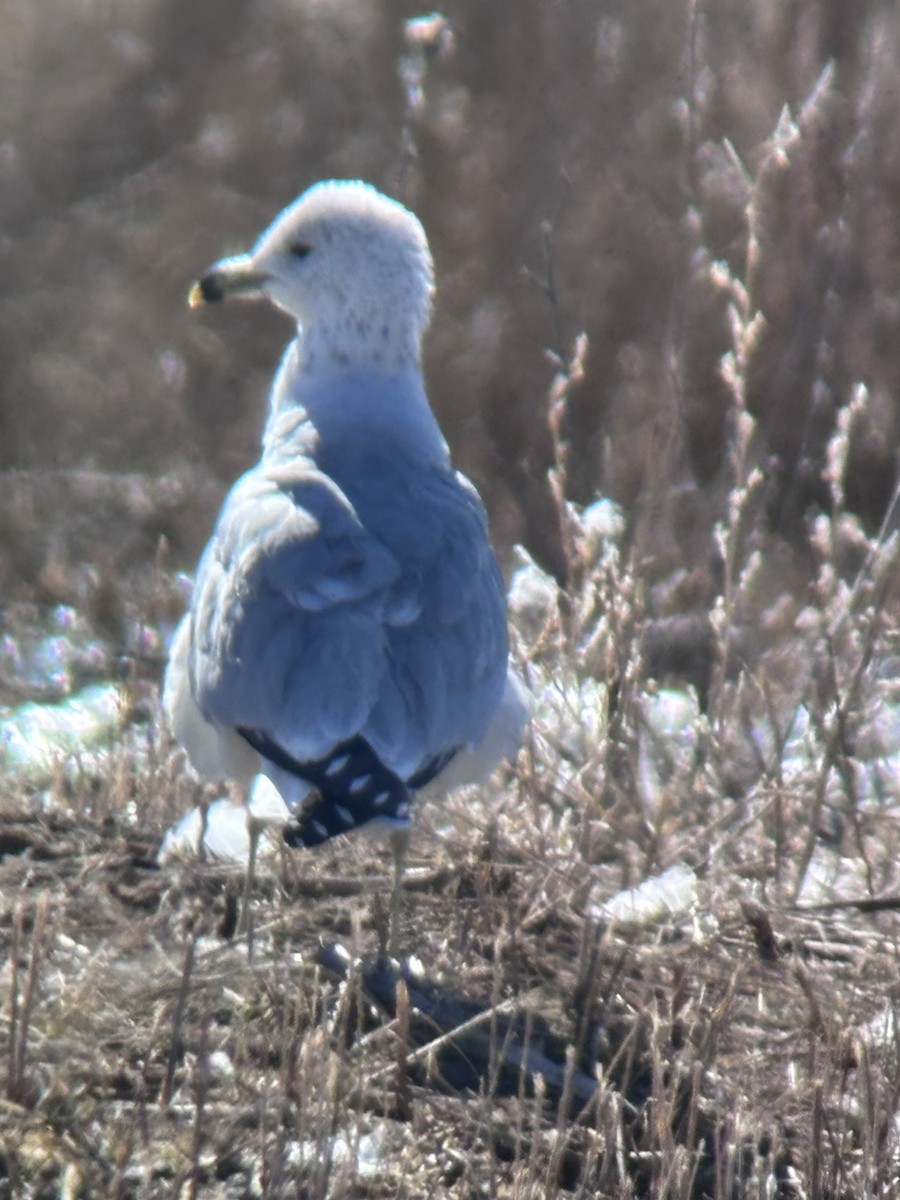 Ring-billed Gull - ML647208643