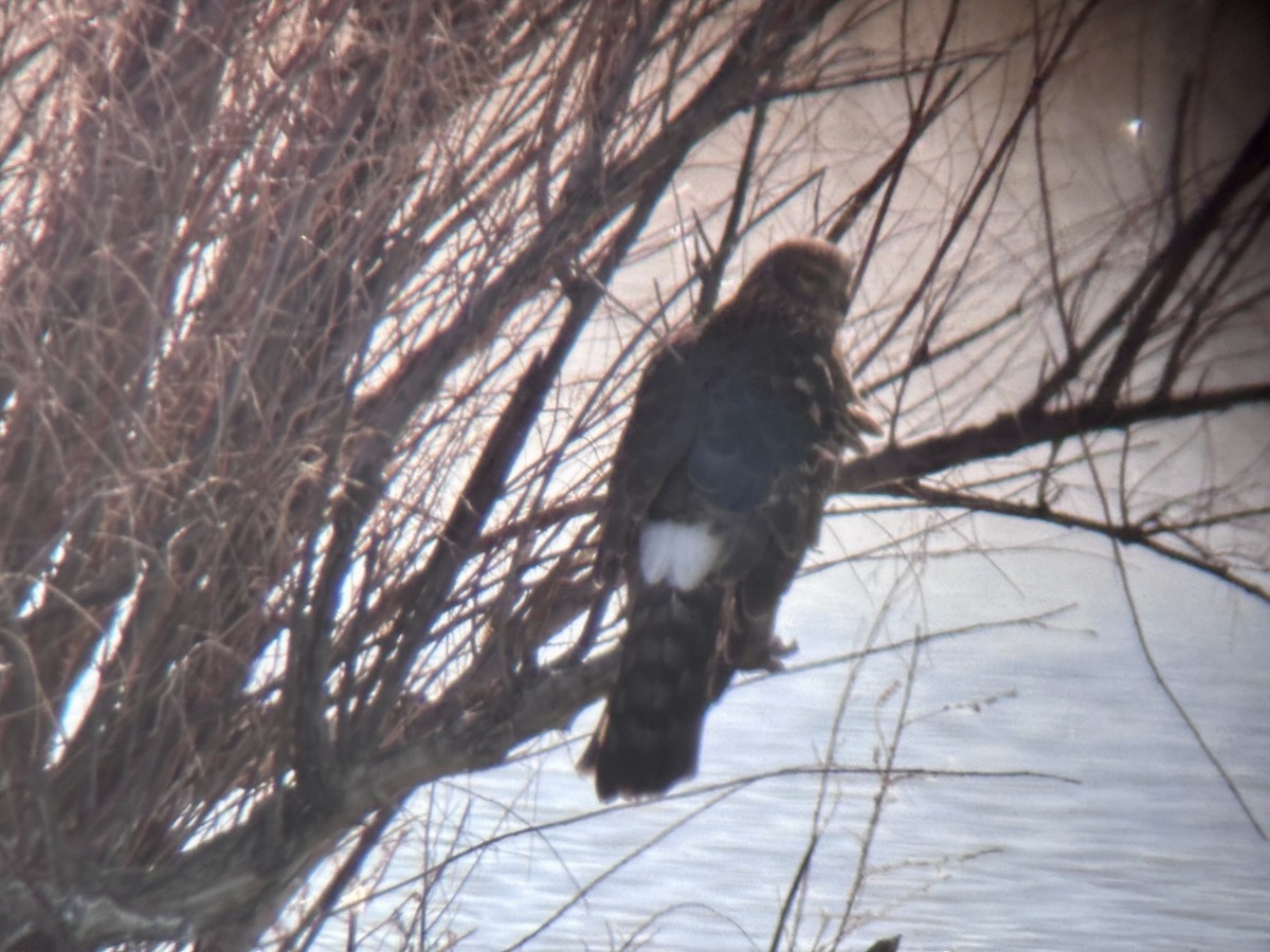 Northern Harrier - ML647208654