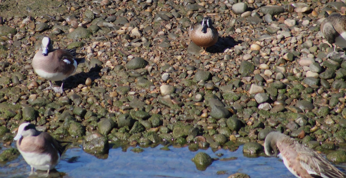 Cerceta Aliazul - ML647208657