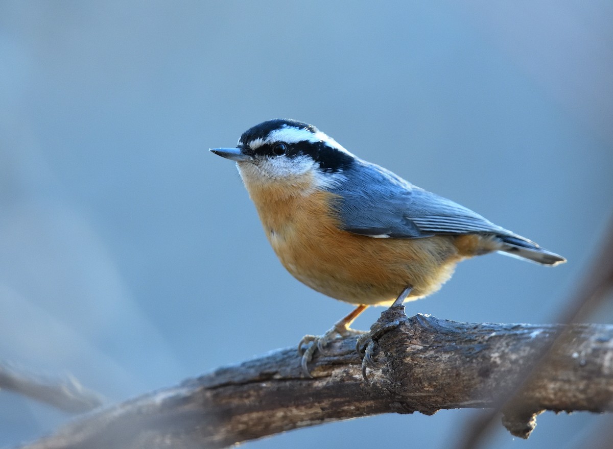 Trepador Canadiense - ML647208663