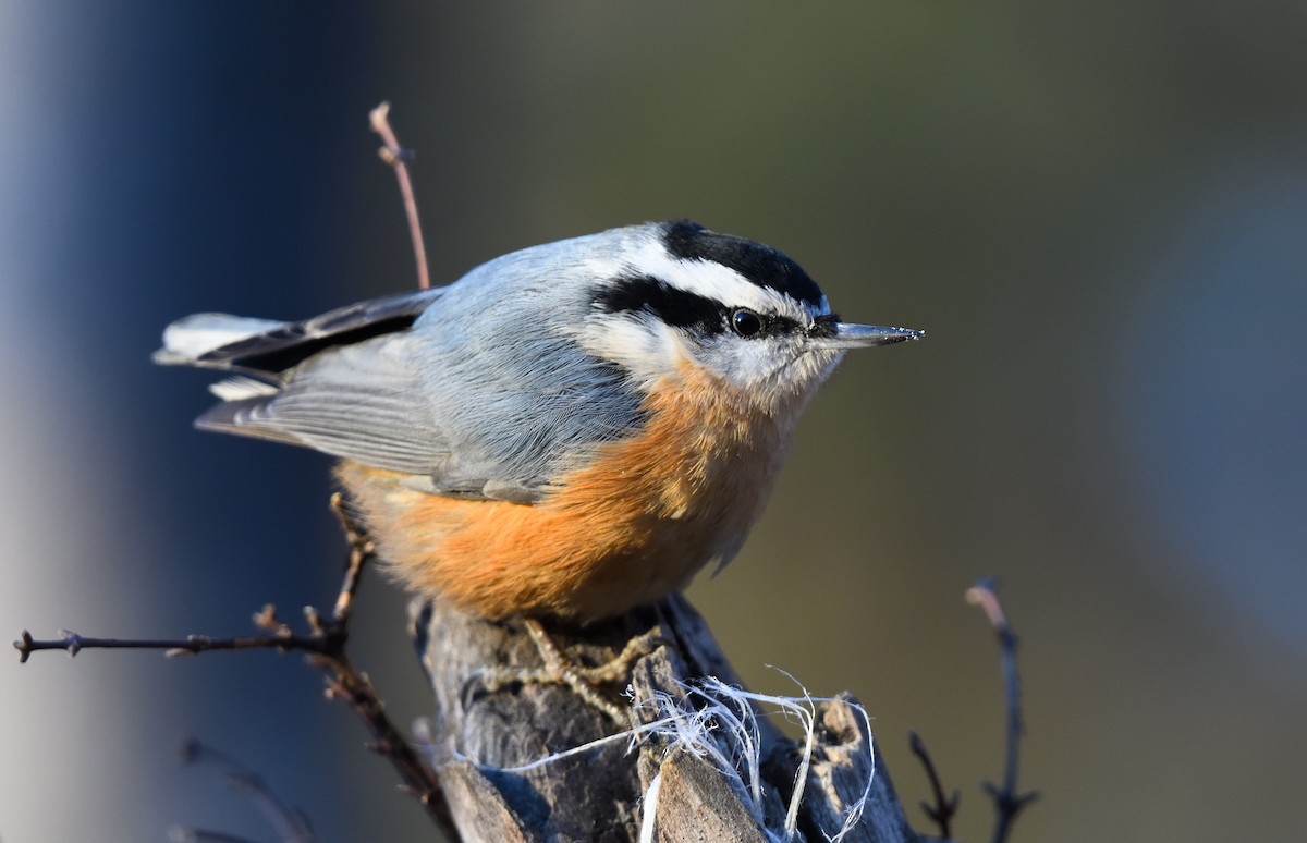 Trepador Canadiense - ML647208664