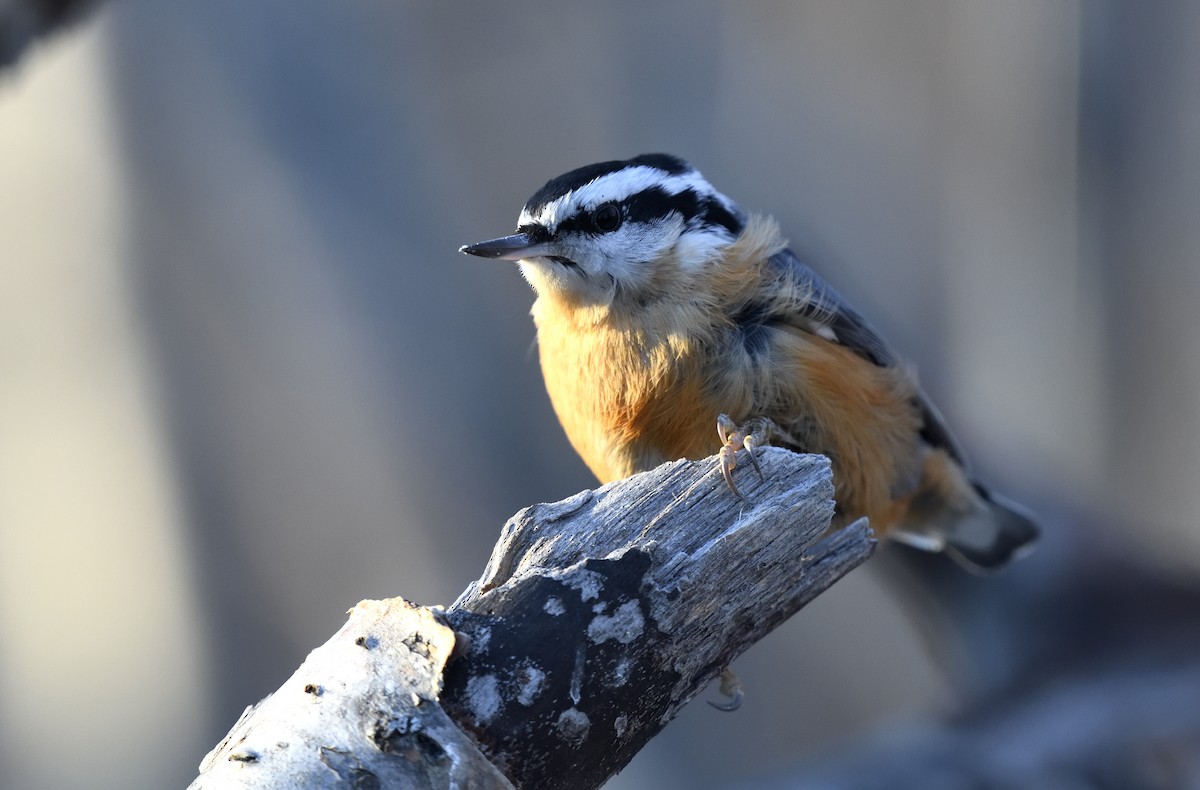 Trepador Canadiense - ML647208669