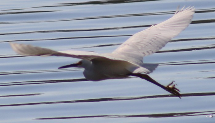 Garceta Grande - ML647208674