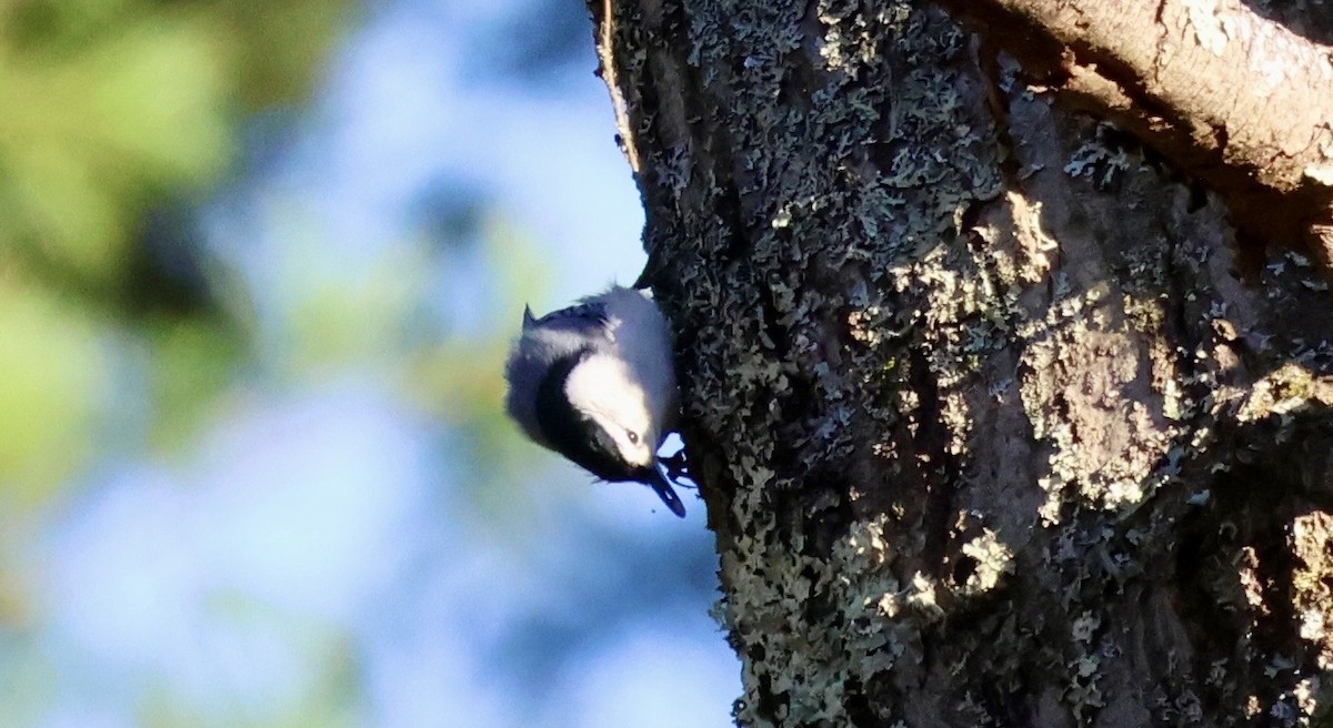 White-breasted Nuthatch - ML647208675