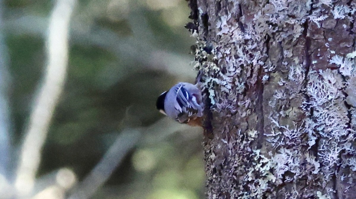 White-breasted Nuthatch - ML647208676