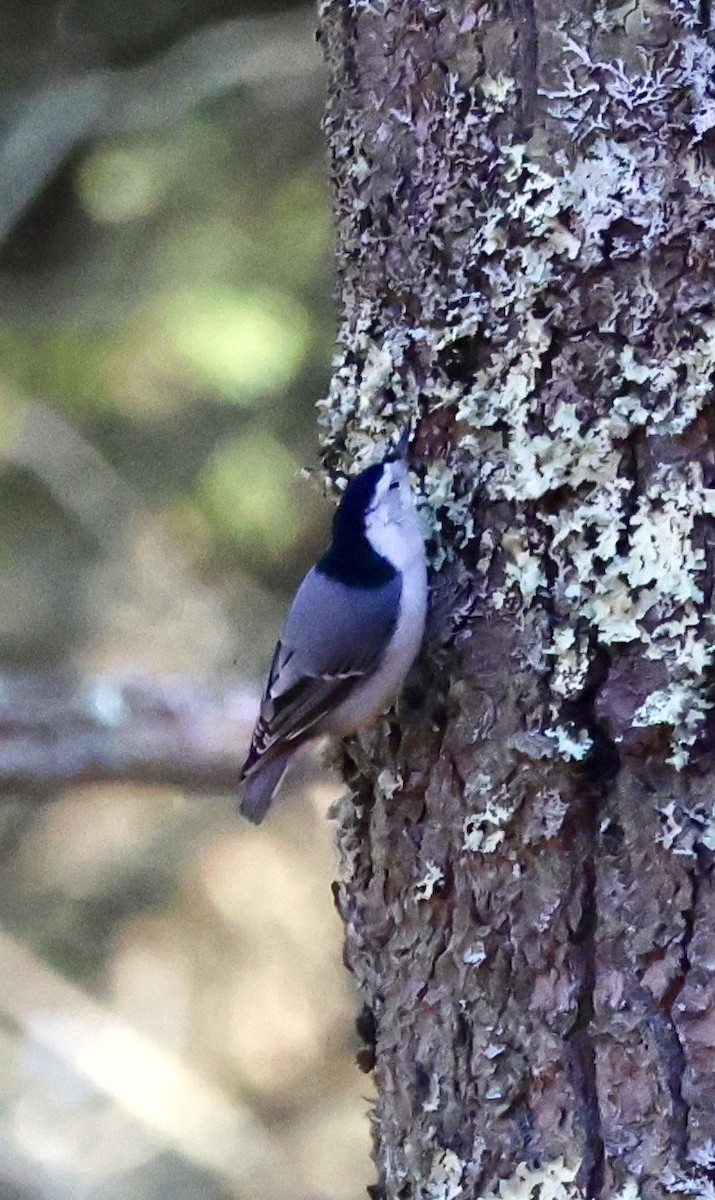 White-breasted Nuthatch - ML647208677