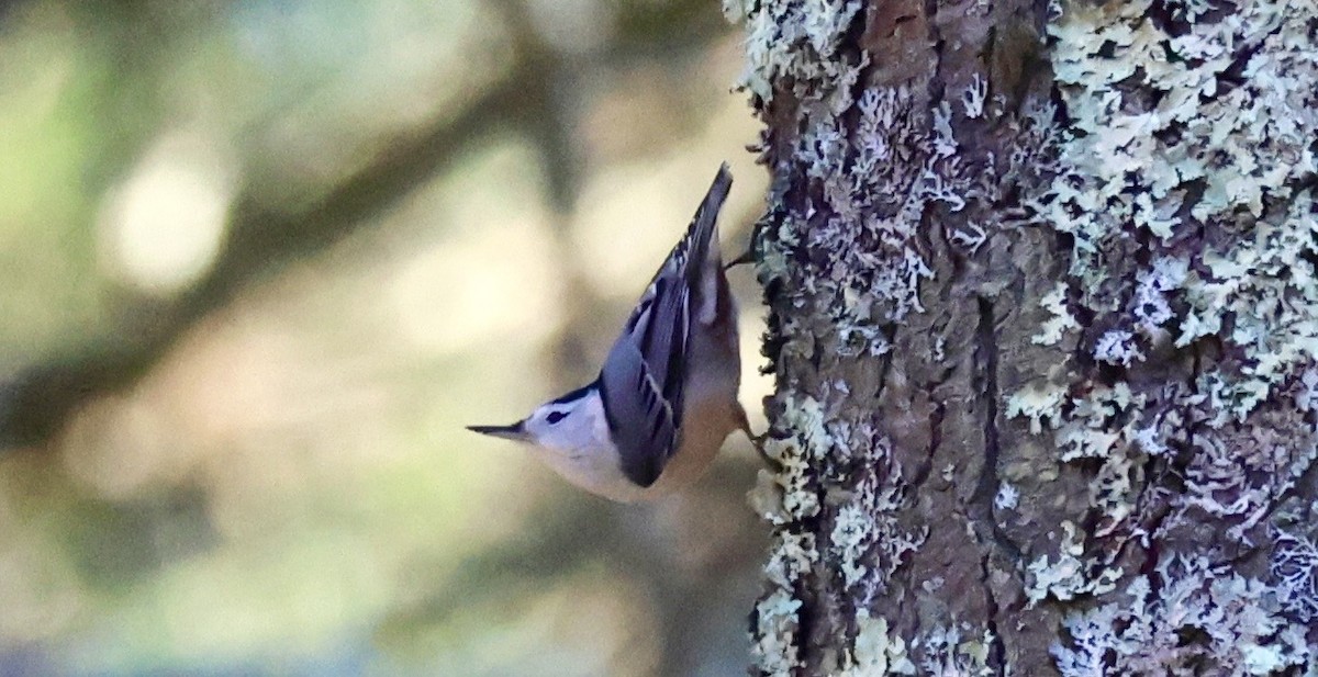 White-breasted Nuthatch - ML647208678