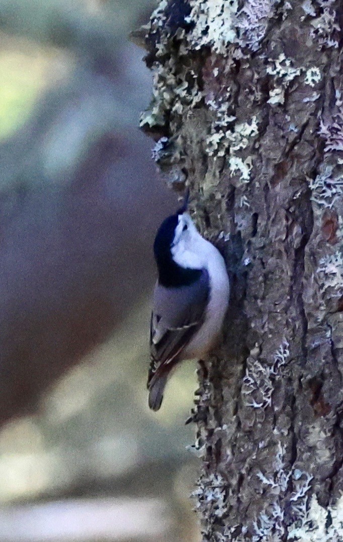 White-breasted Nuthatch - ML647208679
