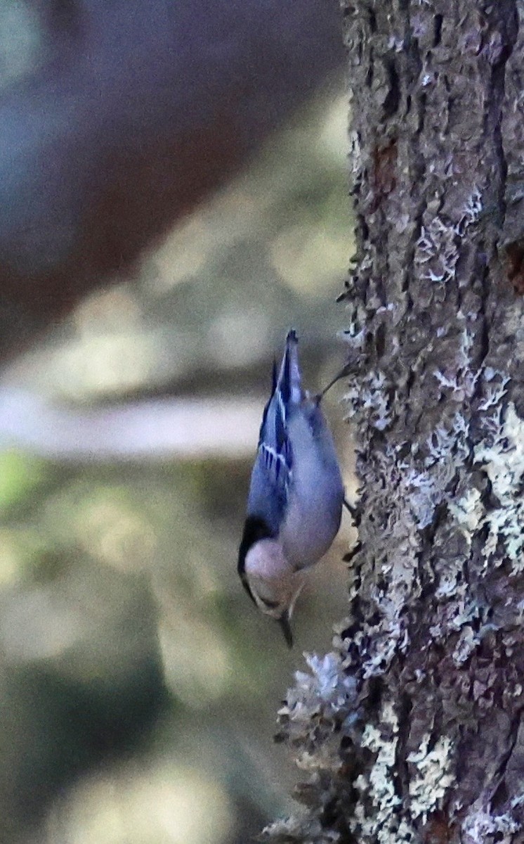 White-breasted Nuthatch - ML647208680