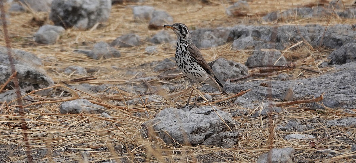 Groundscraper Thrush - ML647208682