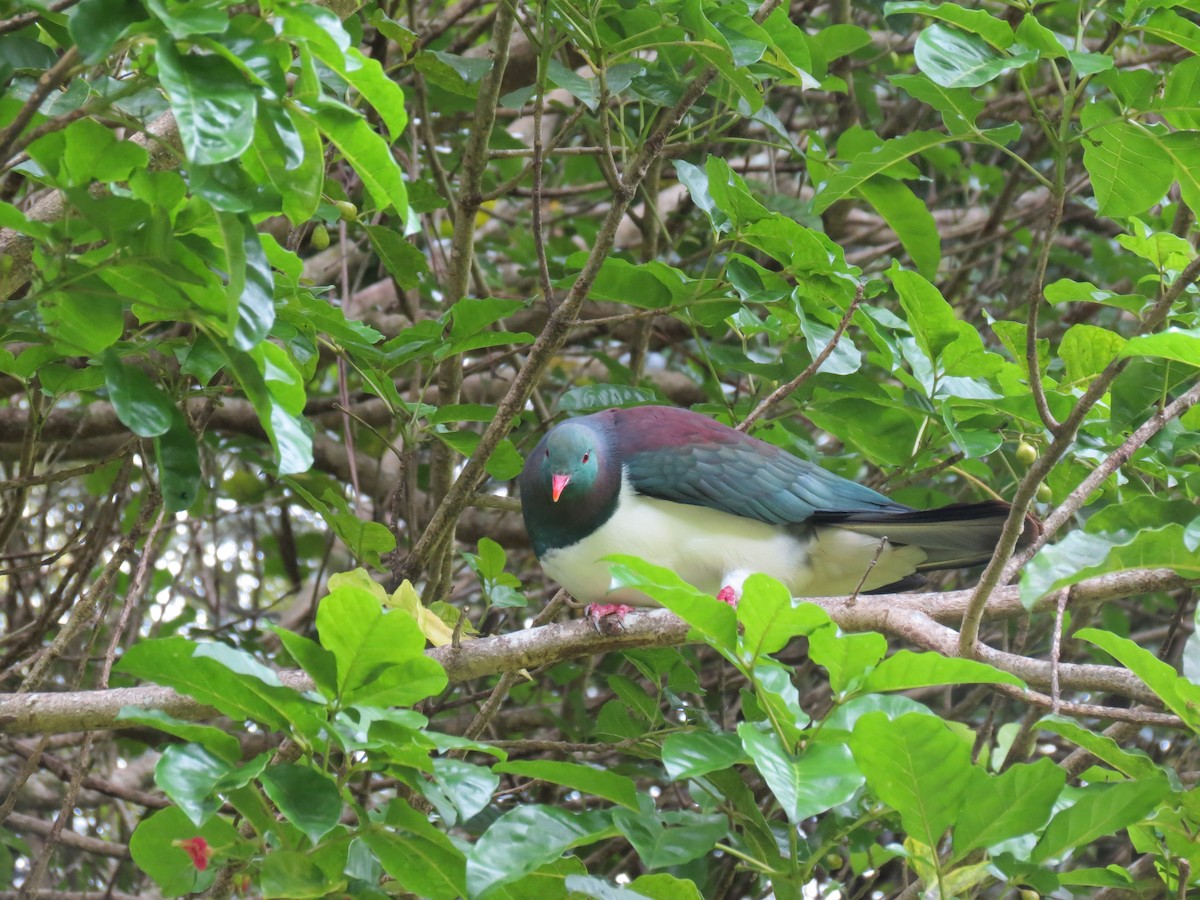 New Zealand Pigeon - ML647208684