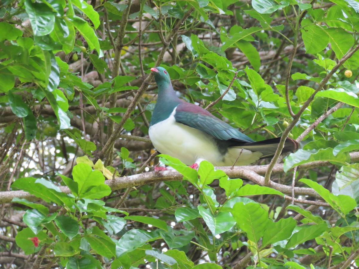 New Zealand Pigeon - ML647208685