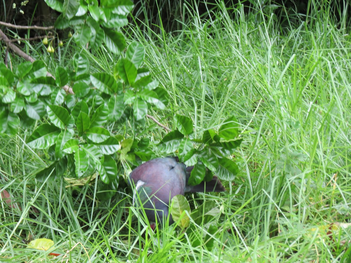 New Zealand Pigeon - ML647208686