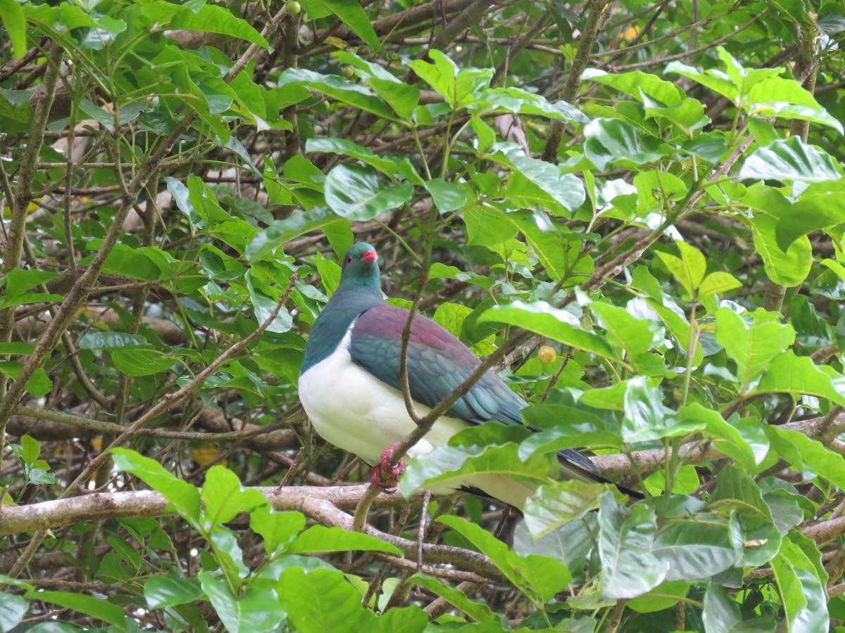 New Zealand Pigeon - ML647208687