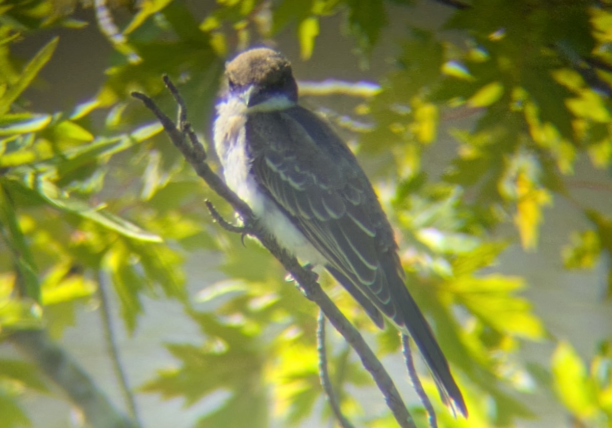 tyran obecný - ML647208689