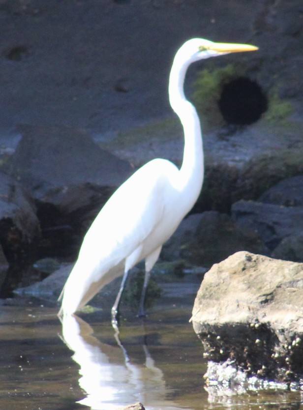 Garceta Grande - ML647208697