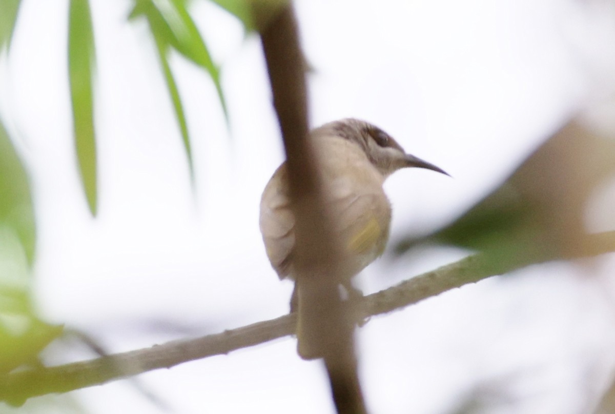 Brown Honeyeater - ML647208699