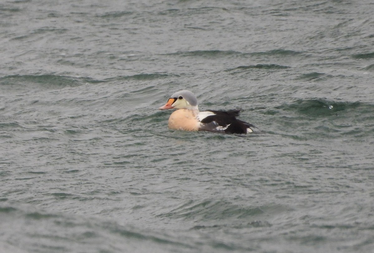 King Eider - ML647208703