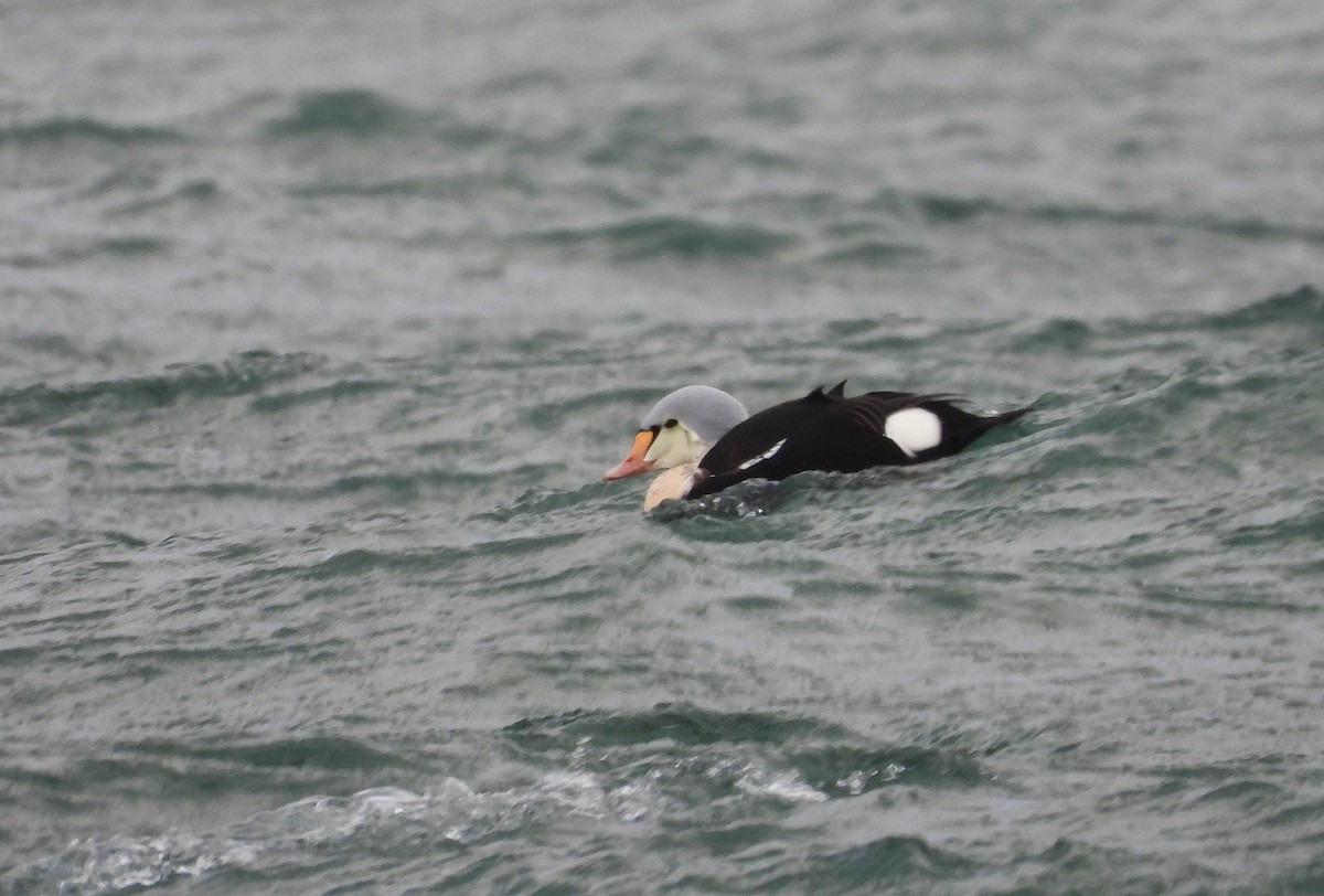 King Eider - ML647208704
