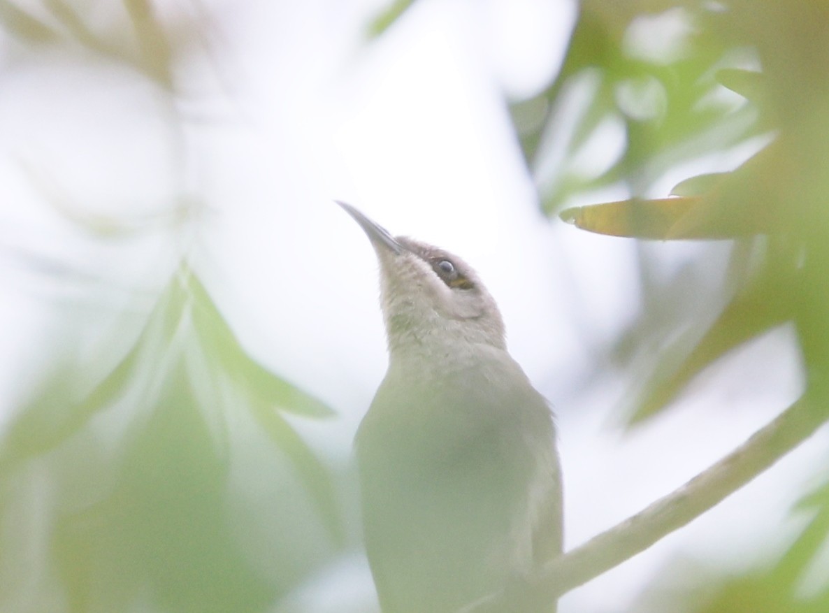 Brown Honeyeater - ML647208705