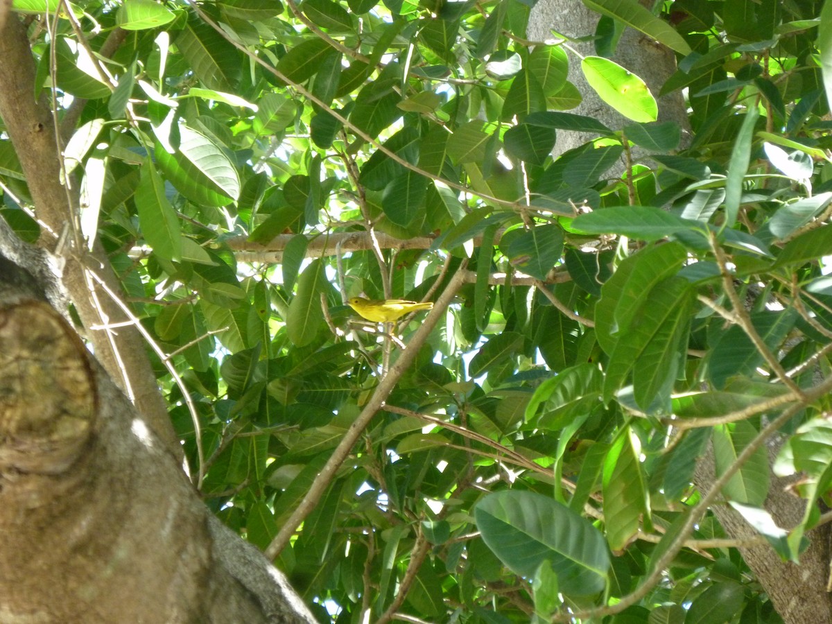 Northern Yellow Warbler - ML647208706