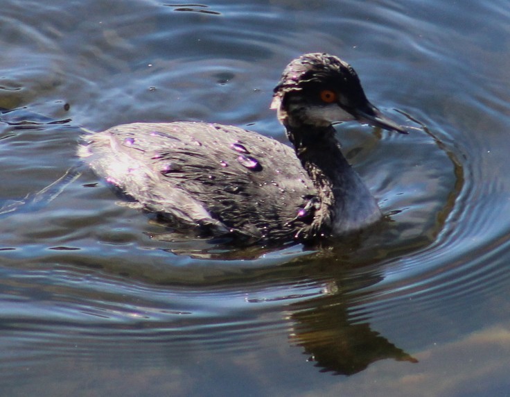 Zampullín Cuellinegro - ML647208716